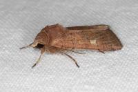 Xestia xanthographa