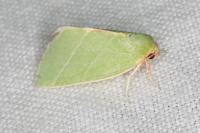 Bena bicolorana