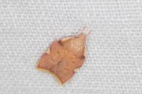 Carcina quercana