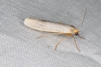 Eilema caniola