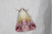 Eublemma purpurina