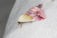Eublemma purpurina