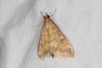 Ostrinia nubilalis