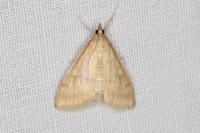 Ostrinia nubilalis