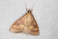Ostrinia nubilalis