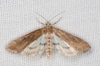 Parapoynx stratiotata