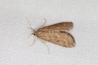 Parapoynx stratiotata