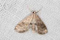 Parapoynx stratiotata