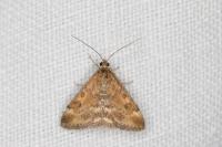 Pyrausta despicata