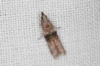 Nephopterix angustella
