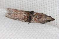 Nephopterix angustella
