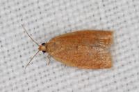 Clepsis consimilana
