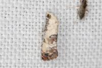 Cochylis hybridella