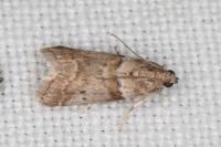 Acrobasis consociella