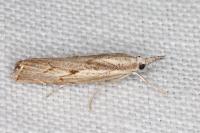 Agriphila geniculea