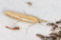 Agriphila tristella