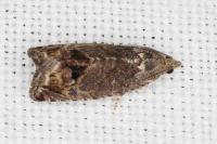 Cydia splendana