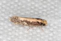Monopis crocicapitella