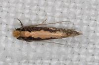Monopis crocicapitella