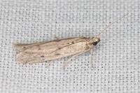 Phycitodes
