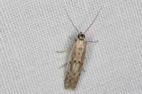 Phycitodes