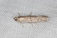 Phycitodes