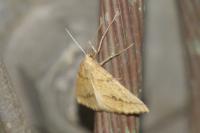 Aspitates ochrearia