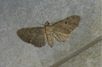 Eupithecia virgaureata