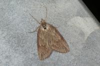 Pachycnemia hippocastanaria