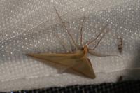 Rhodometra sacraria