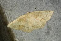 Stegania trimaculata