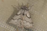 Trichiura crataegi
