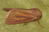 Denticucullus pygmina