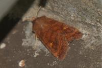 Eupsilia transversa