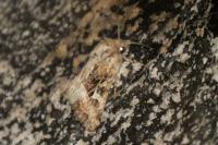Luperina dumerilii