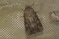 Luperina testacea