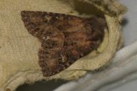 Luperina testacea