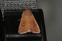 Mythimna albipuncta