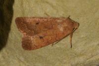 Sunira circellaris