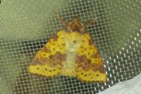Xanthia togata