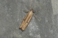 Agriphila geniculea