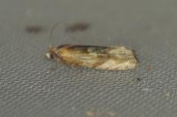 Eucosma