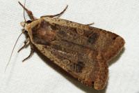 Noctua pronuba