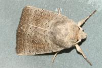 Hoplodrina ambigua