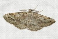Cleorodes lichenaria