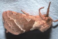 Triodia sylvina