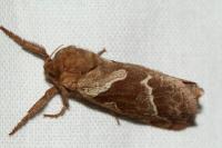 Triodia sylvina