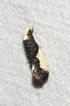 Monopis monachella