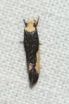 Monopis monachella