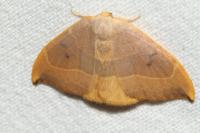 Watsonalla binaria